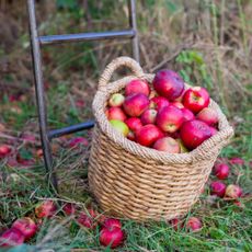 Heirloom apples in a basket in an apple orchard