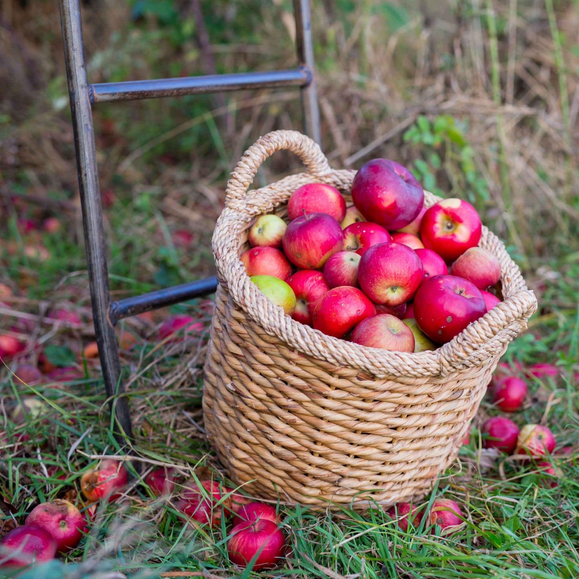 Heirloom apples in a basket in an apple orchard