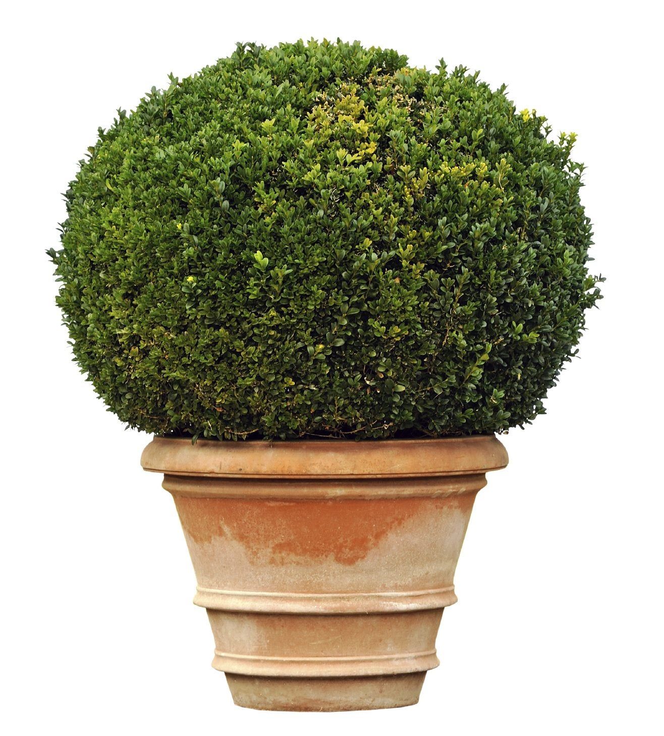 Can Boxwoods Be Planted In Pots: Tips On Growing Boxwood Shrubs In