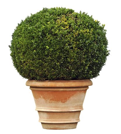 Container Grown Spherical Boxwood Shrub