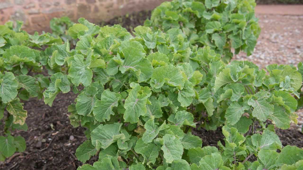 tree collards growing in edible garden