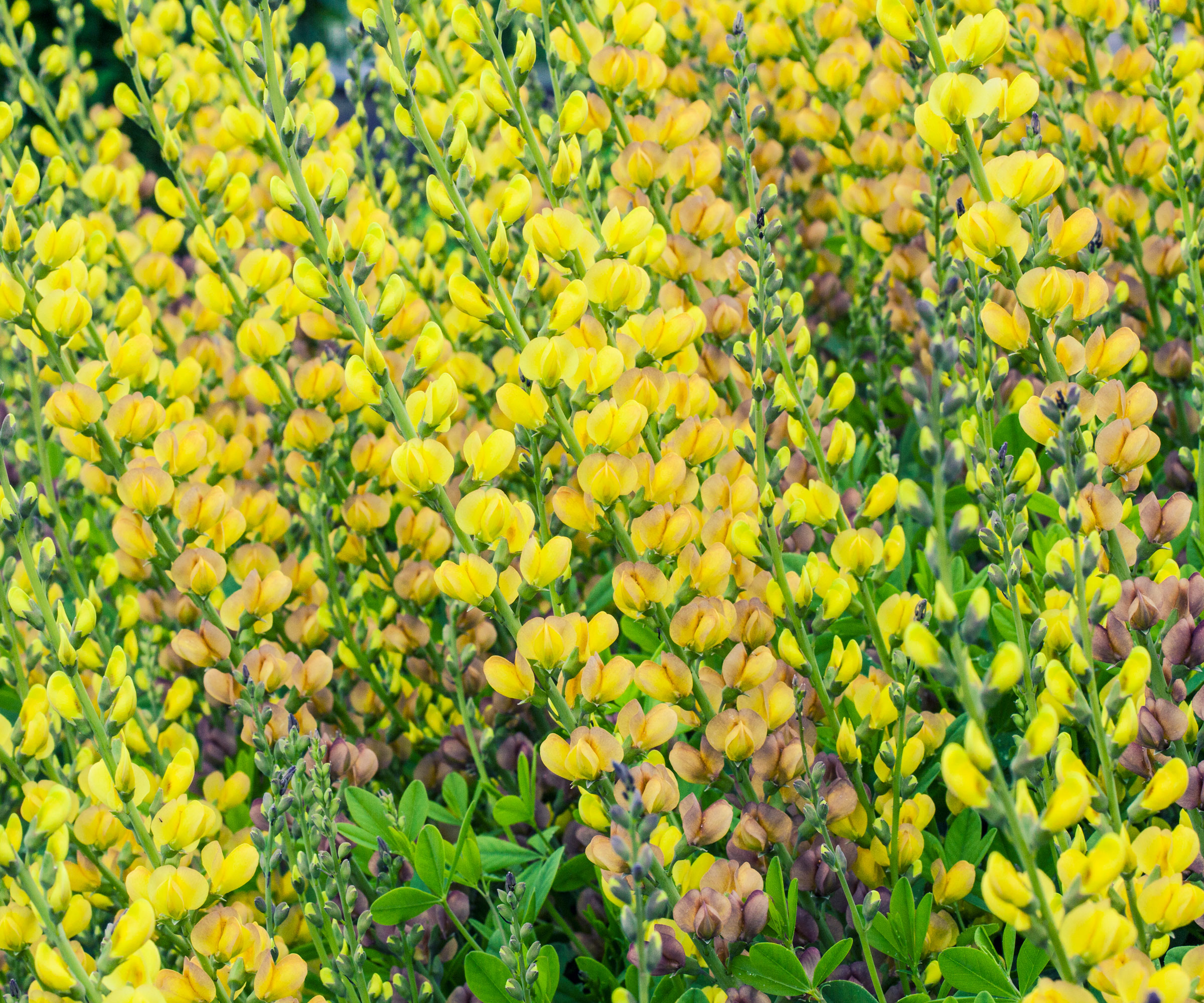 yellow false indigo flowering in garden