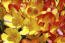 Multi-Headed Yellow-Red Tulip Flowers