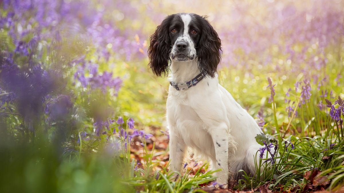 Springer spaniel standing in amongst the bluebells