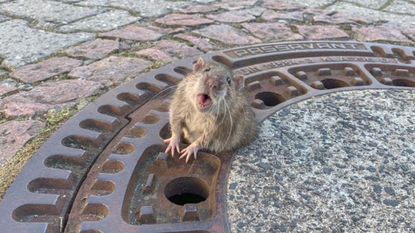 Rat stuck in manhole