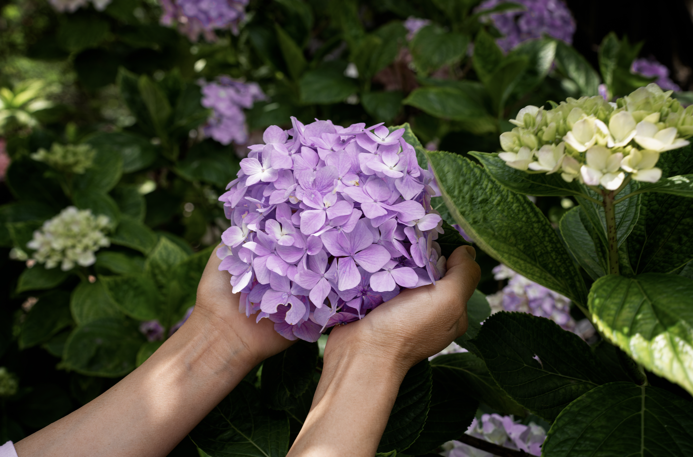 hydrangea