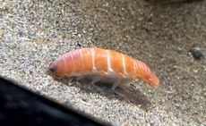 The sushi-shaped isopod is a crustacean like no other.