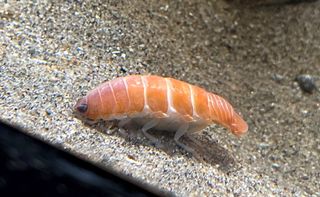 The sushi-shaped isopod is a crustacean like no other.