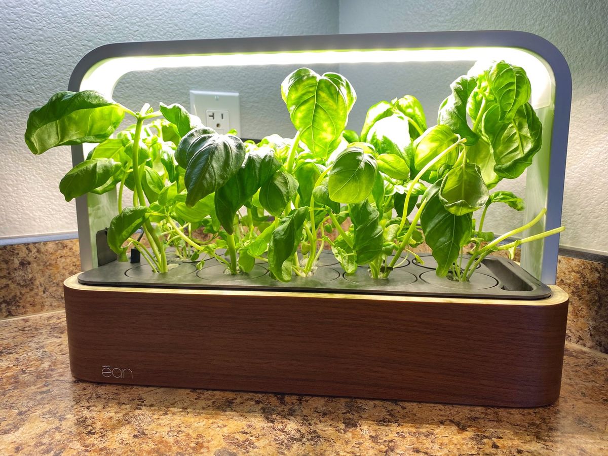 Edn Smallgarden Review after pruning