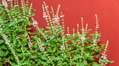 Basil flowers against a red wall