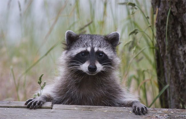 a dog that looks like a fluffy raccoon