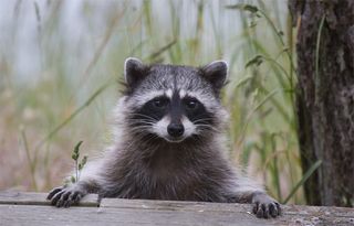 raccoon dogs, russia