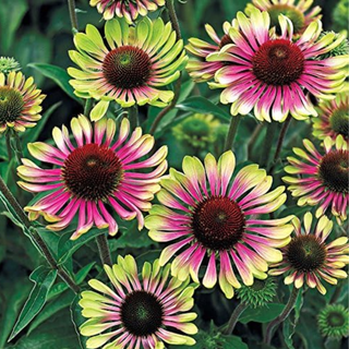 Park Seed Coneflower Flowering Plant Seeds, Variety of Sizes and Colors