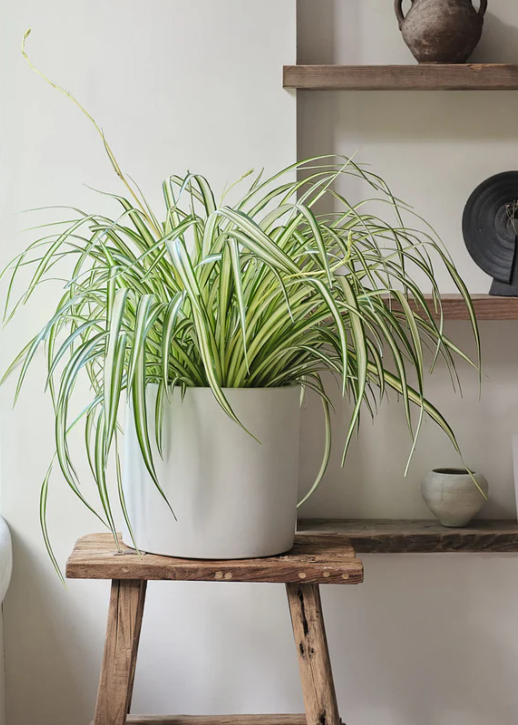 A large spider plant in a cylindrical pot on a wood stool