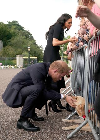 Prince Harry pets a dog in Windsor following the Queen's death