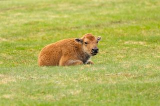 A baby bison calf resting on grass.