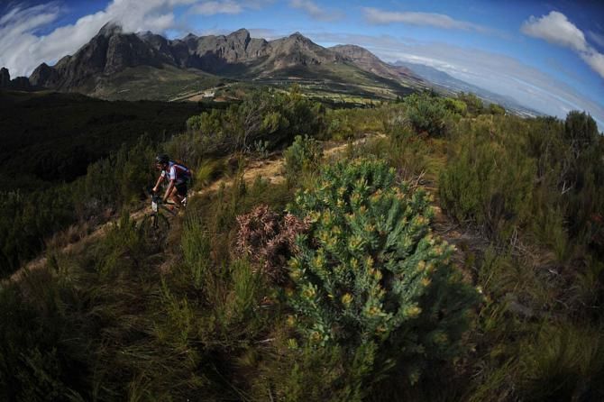 A rider cycles through a local protea farm