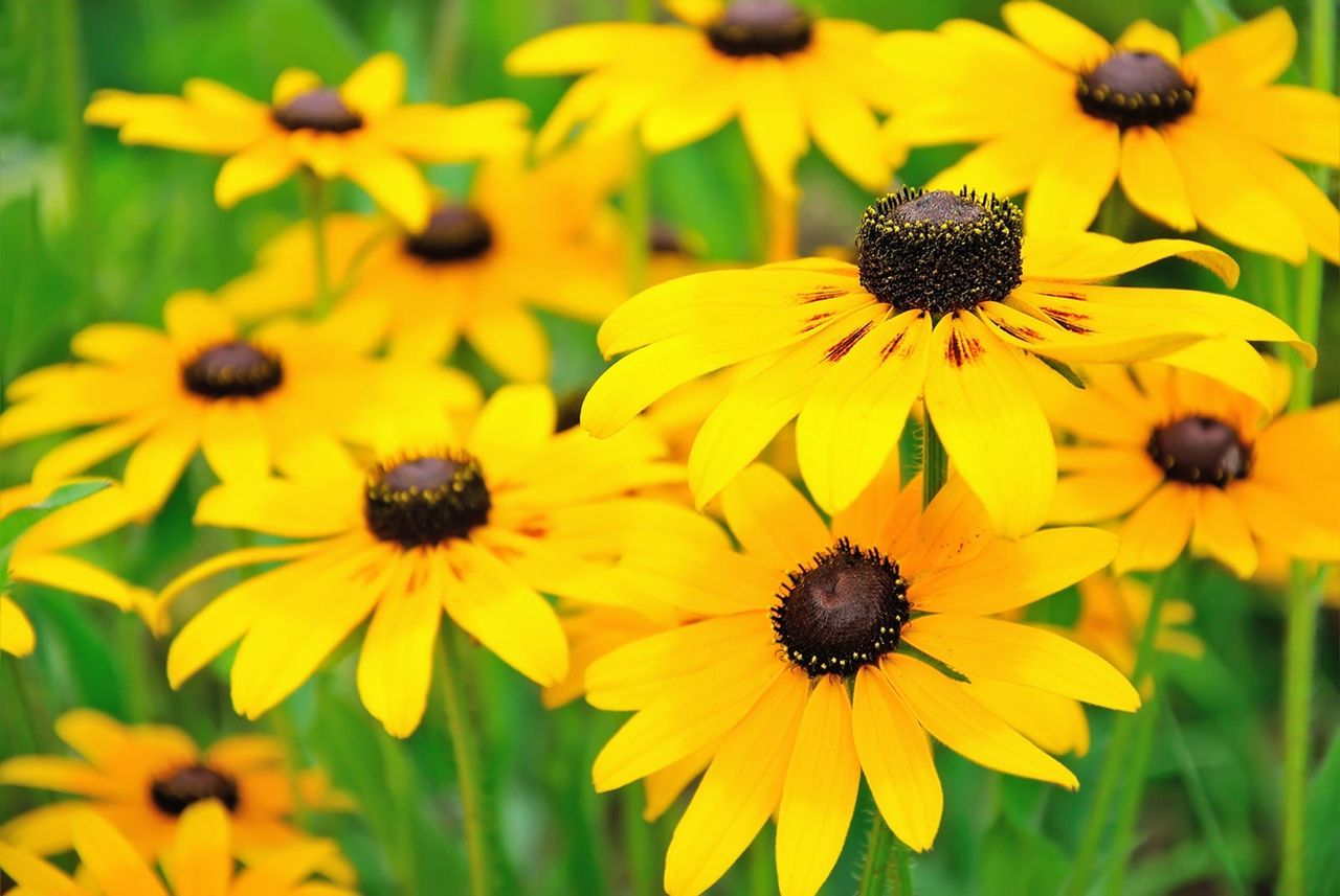 Yellow Black Eyed Susan Plant