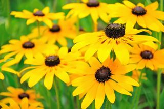 Black Eyed Susan Flower Tips For Growing Black Eyed Susans