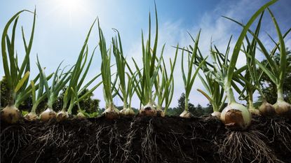 Onions growing out in the field in sunshine