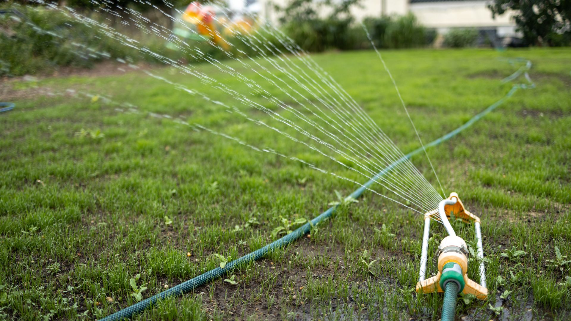 picture of water sprinkler watering patchy lawn