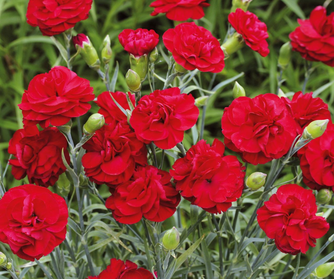 When and how to deadhead dianthus to get more flowers Homes & Gardens