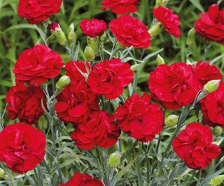 A red perennial dianthus 'passion'