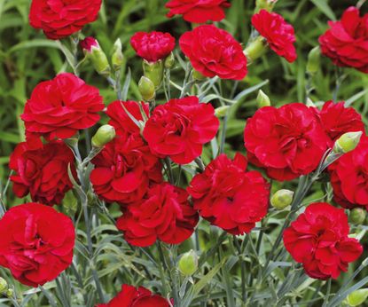 When and how to deadhead dianthus to get more flowers
