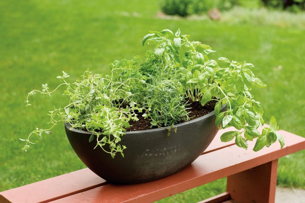 herbs-that-grow-together-in-containers-what-herbs-will-grow-in-one