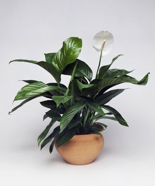 peace lily plant for bathrooms