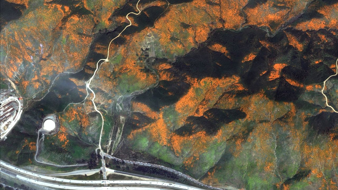 DigitalGlobe satellites were able to capture this image of a super bloom in California's Walker Canyon on March 19, 2019.