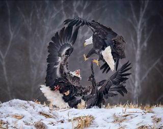 eagles fighting, Sony World Photography Awards