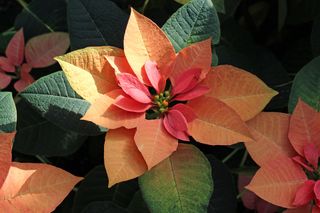 Close up of a Gold Rush Poinsettia and an Autumn Leaves Poinsettia in dappled sunlight