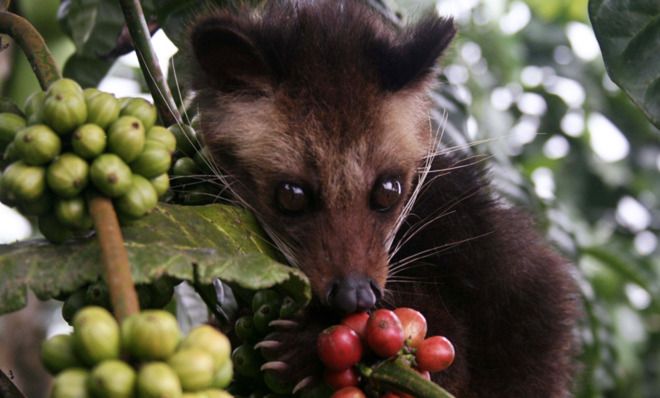 Civet