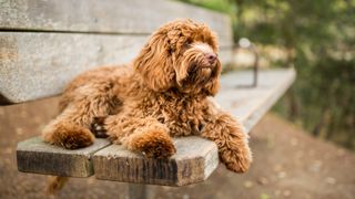 One of the best dog breeds for first-time owners: Labradoodle lying on park bench