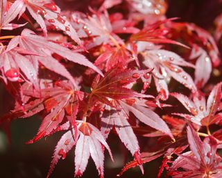 close up of the vibrant red leaves of Acer atropurpureum ‘Bloodgood’