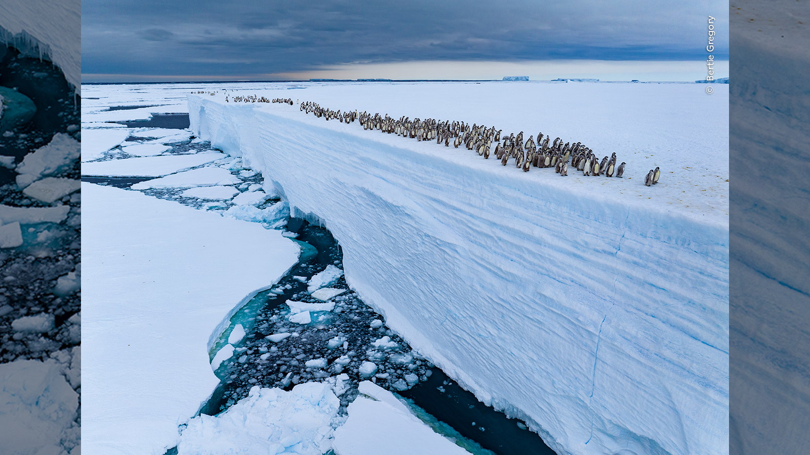 Hundreds of emperor chicks standing on the edge of an ice shelf.