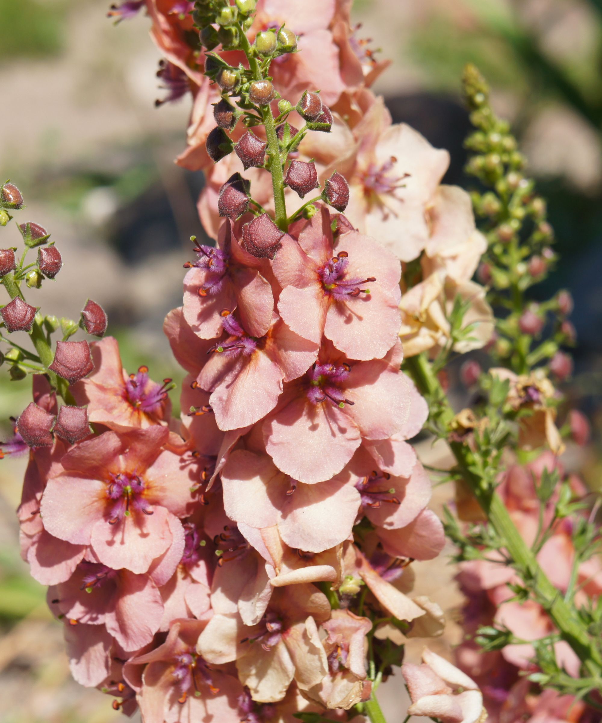 Verbascum phoeniceum