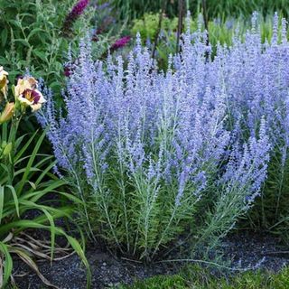 Russian Sage- Perovskia Atriplicifolia-Live Starter Plant