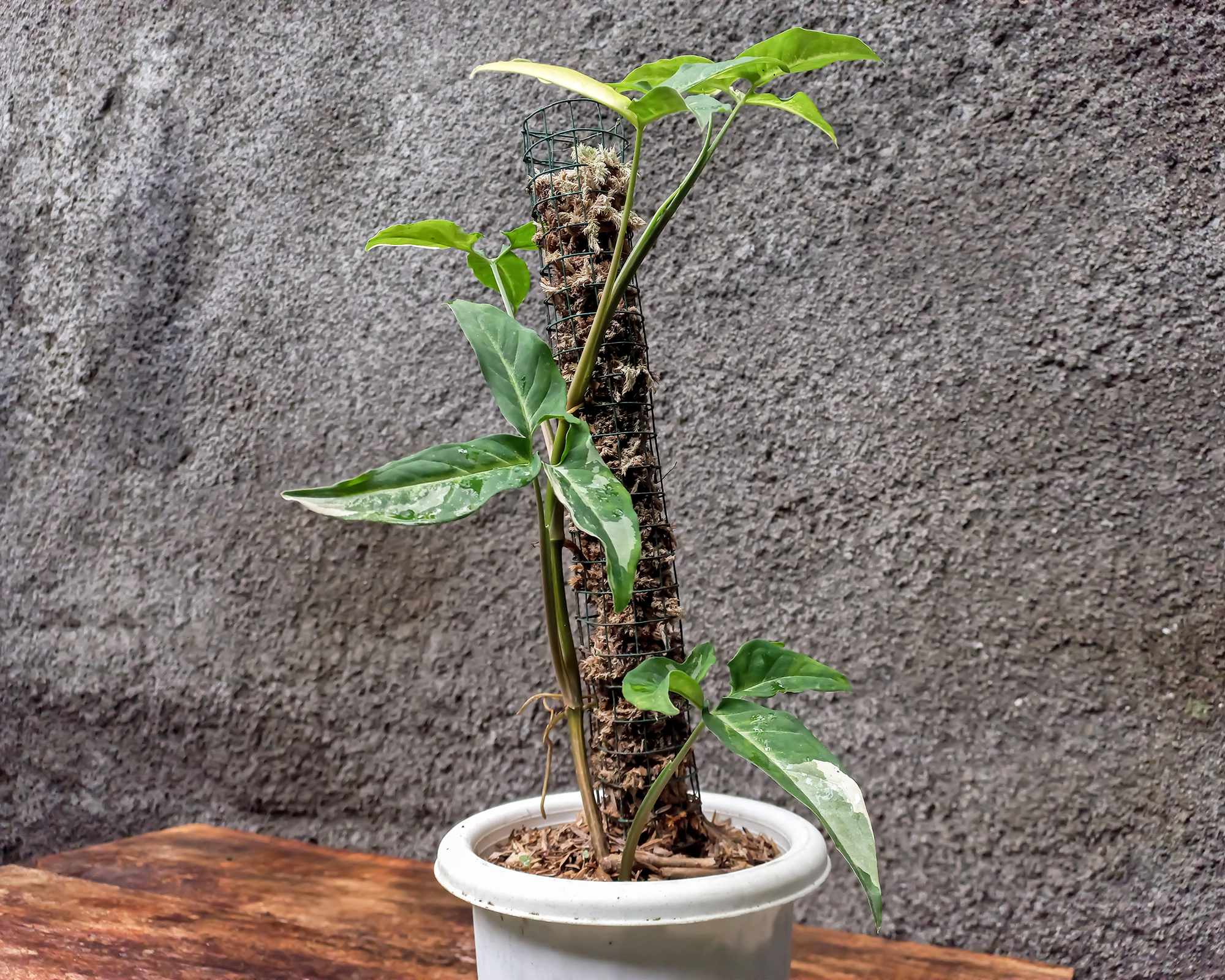 Syngonium plant on moss pole