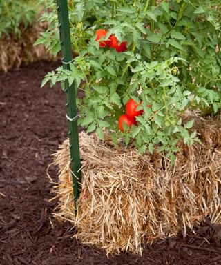 tomatoes growing in straw bale