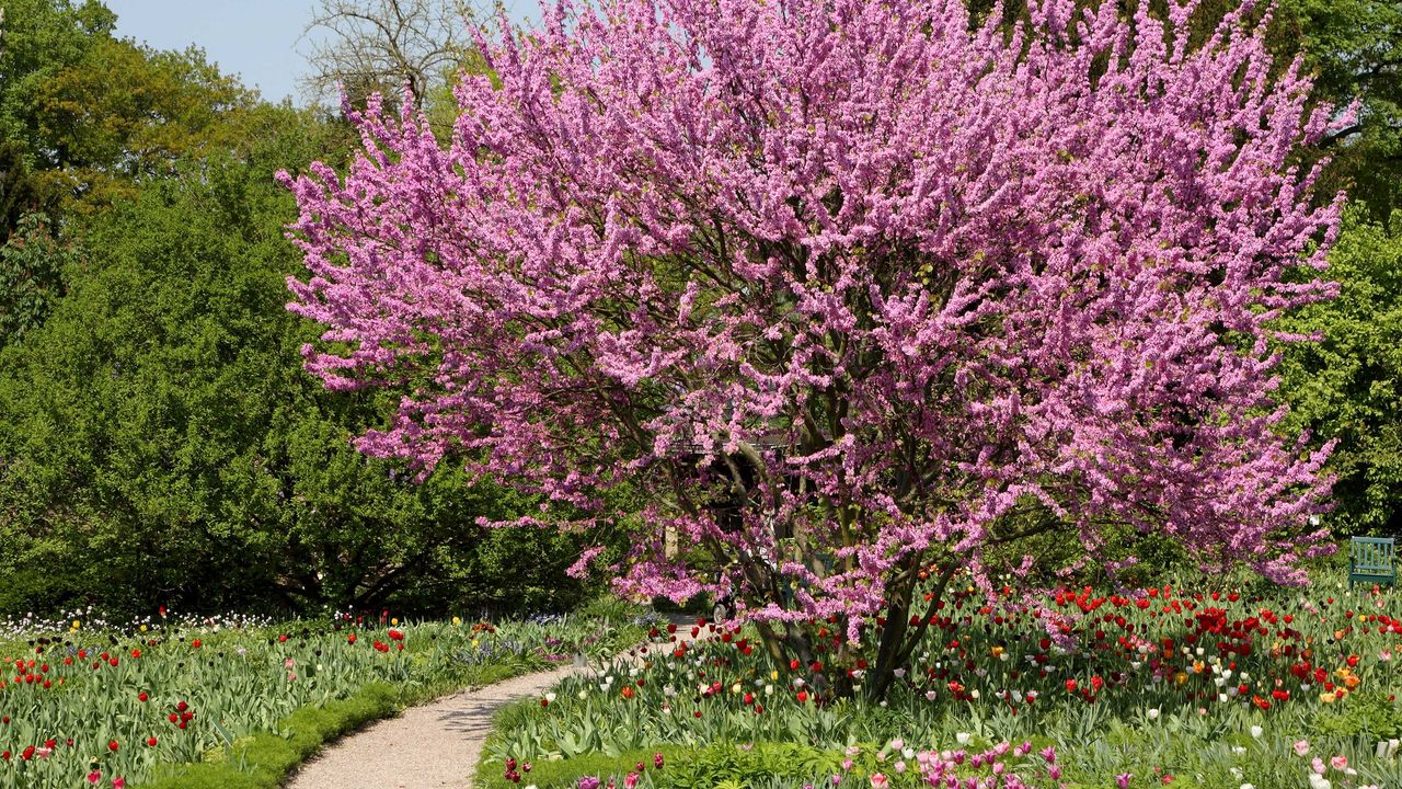 redbud tree