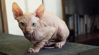 hypoallergenic cat breeds: Sphynx cat