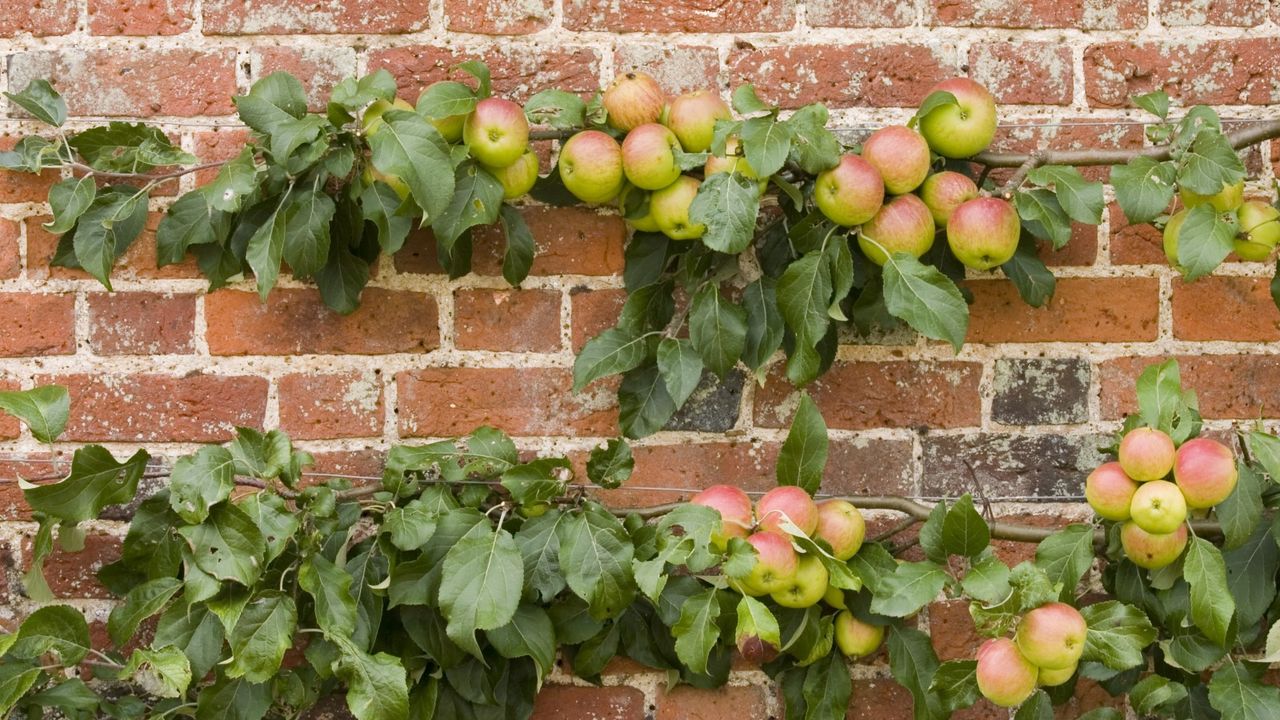 Apples on an espalier tree against a brick wall