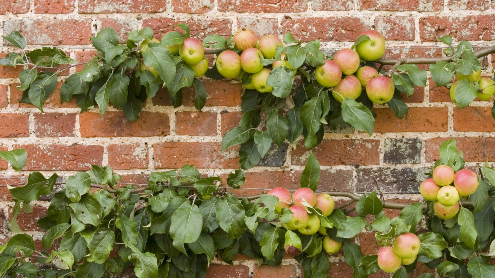 How to Store Apples: 2 Ways to Store Fresh Apples - 2024 - MasterClass