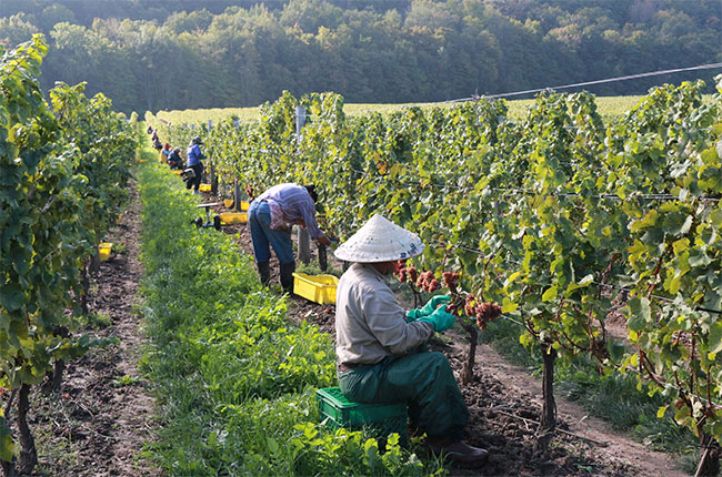 ontario 2016 harvest
