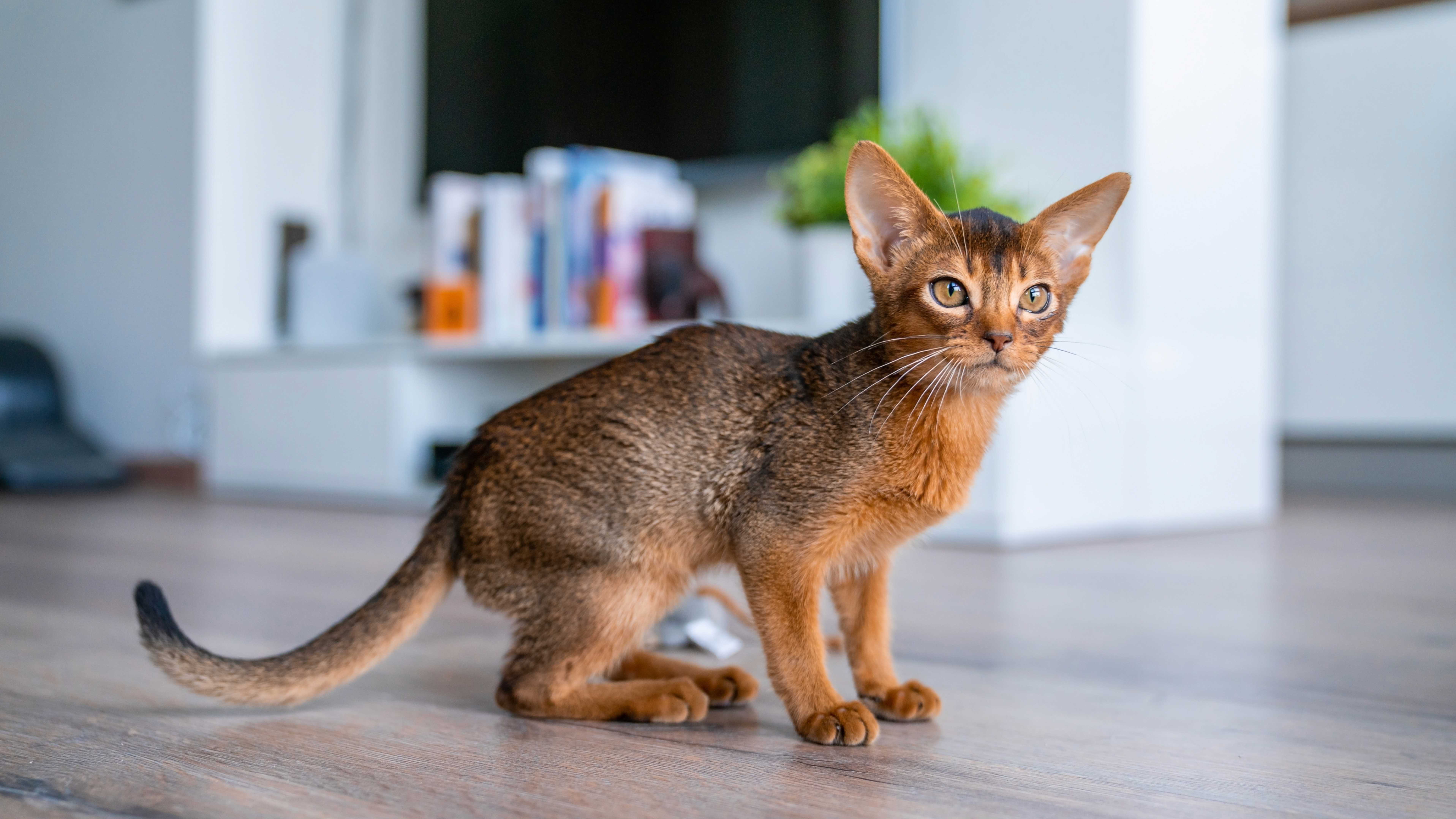 Abyssinian kitten