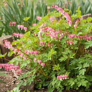 Pink Bleeding Hearts Flower - 2 Bare Roots - Attracts Butterflies, Bees & Hummingbirds