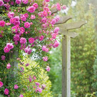 Pink climbing rose plant