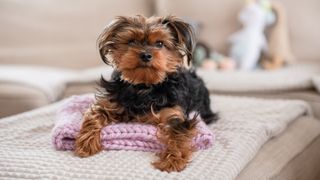 Dog lying on their blanket